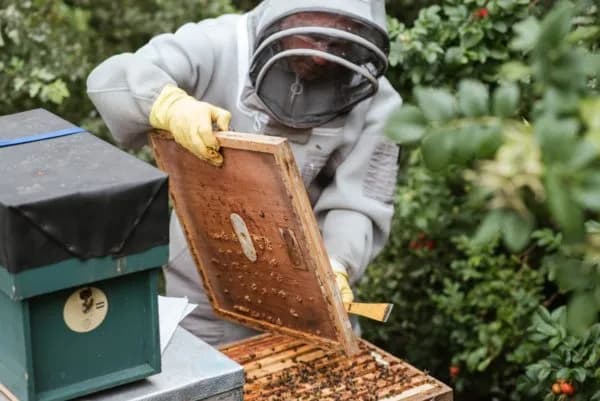 Summer weather aways honey bees' winter...