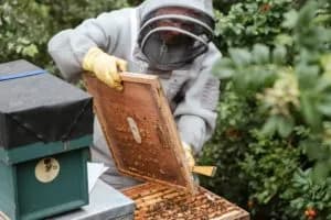 Why we love honey?